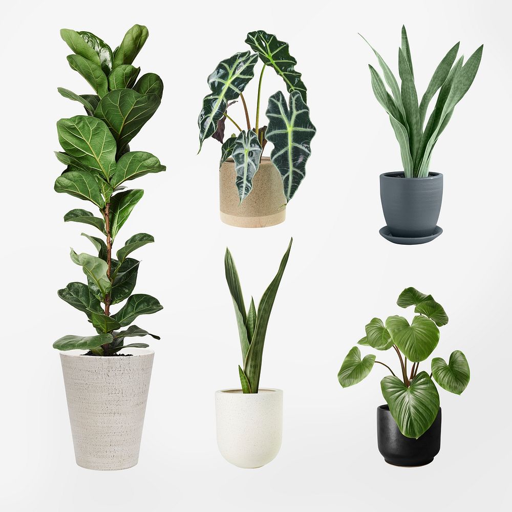 Houseplant psd mockup in pot set