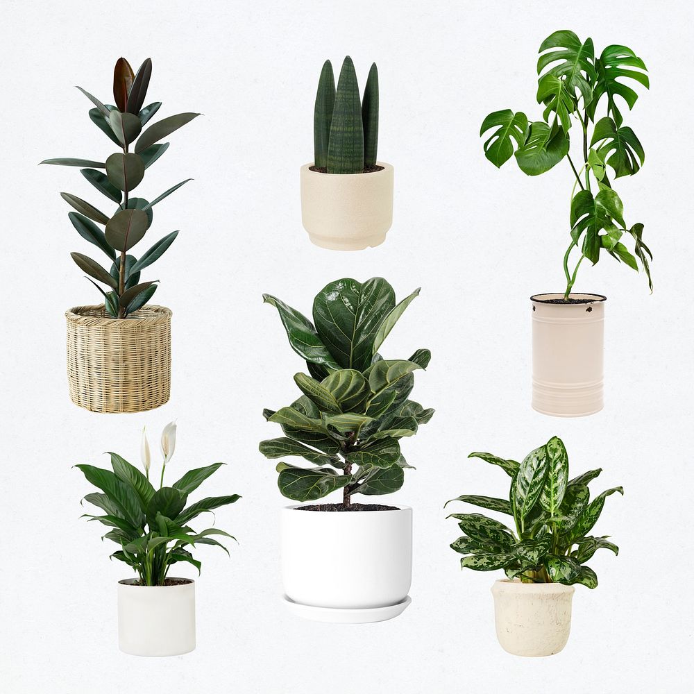 Houseplant psd mockup in pot set