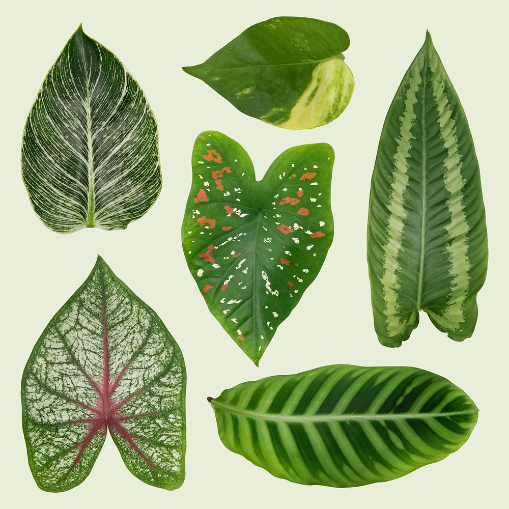 Green leaf psd mockup set from tropical houseplants