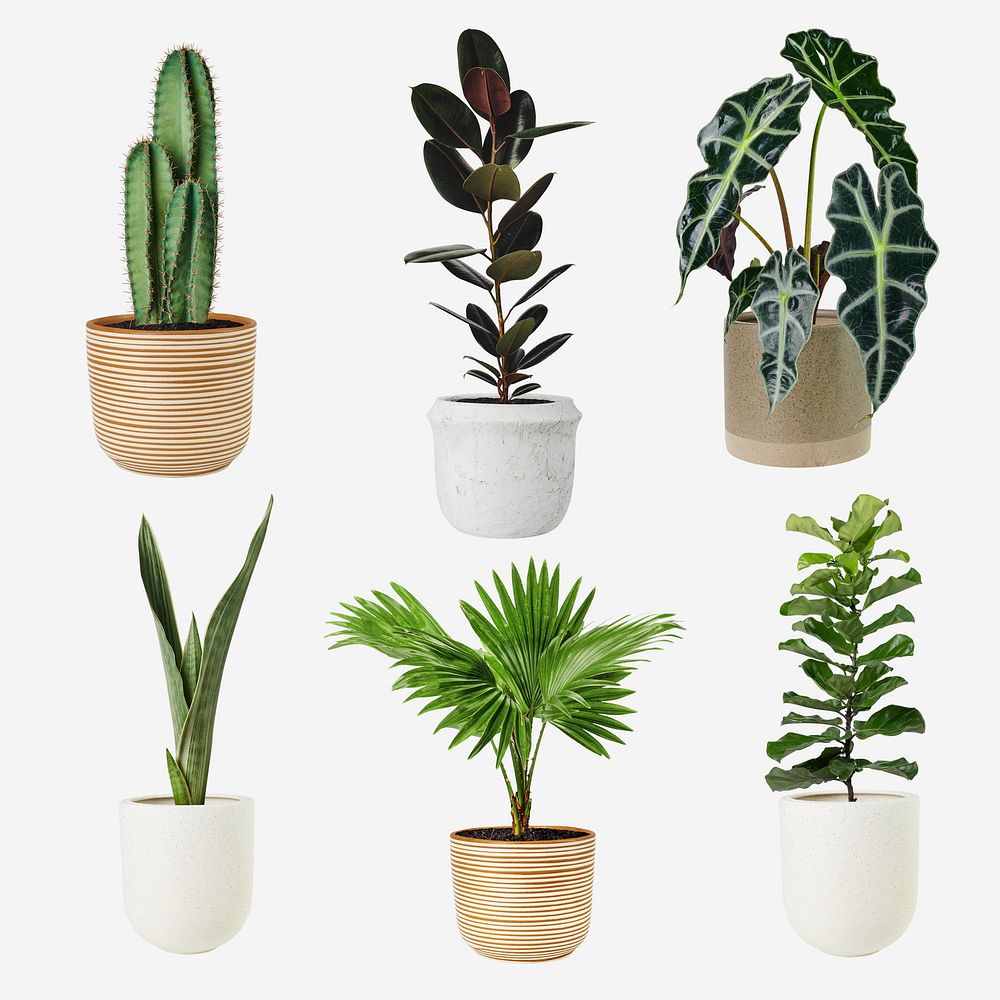 Houseplant psd mockup in pot set