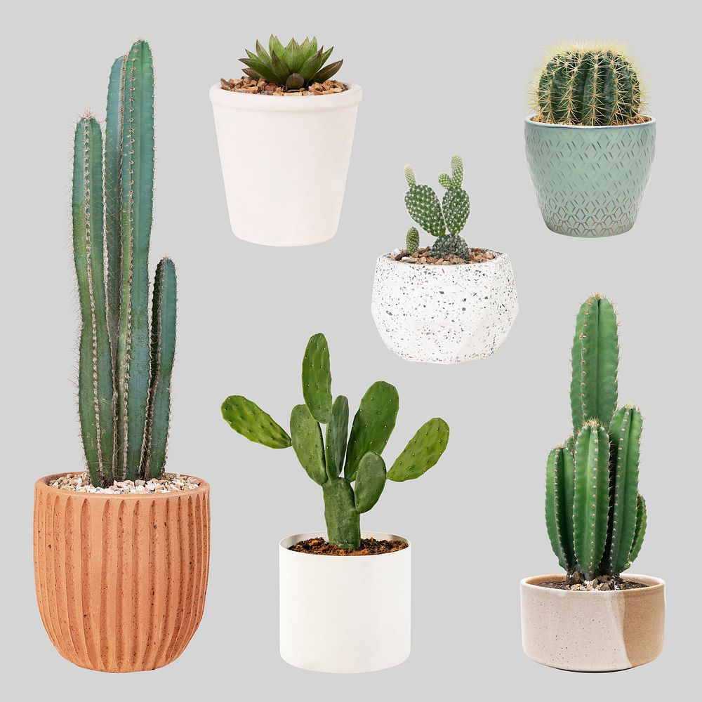 Cactus psd mockup in pot set