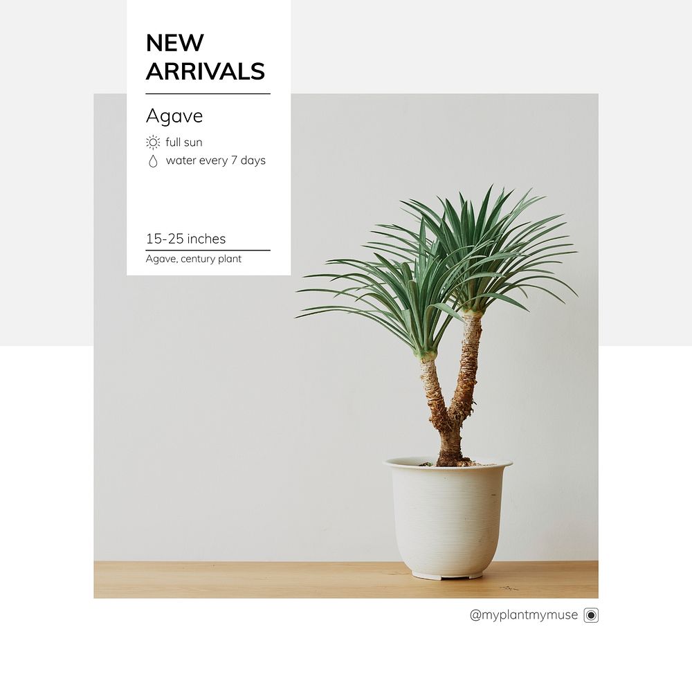 New arrivals template vector with agave tree