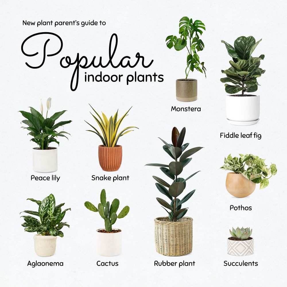 Popular indoor plants psd template