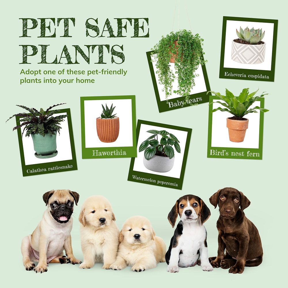 Pet safe plants template psd for social media