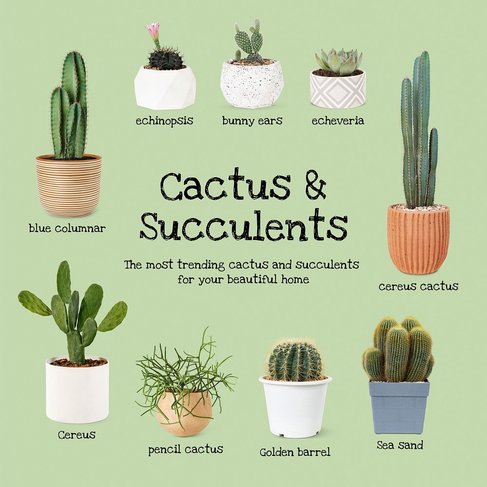 Cactus and succulent psd template