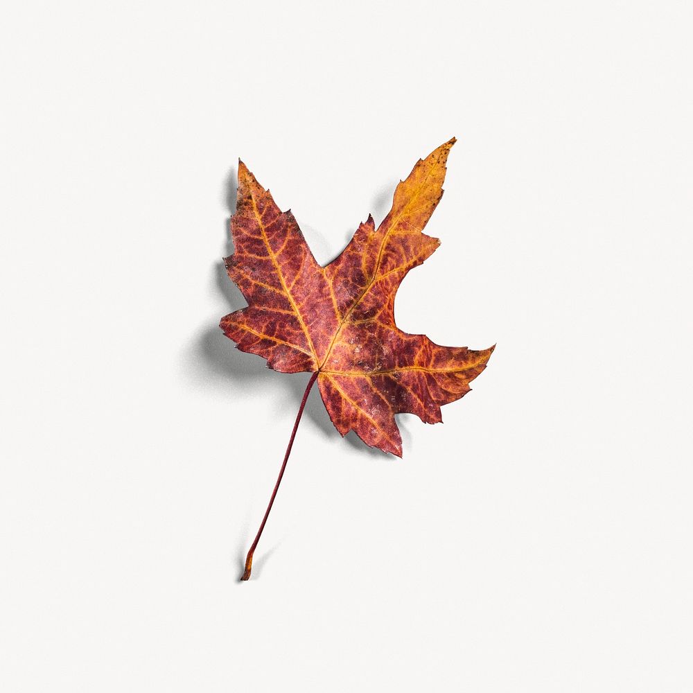 Autumn maple leaf on white