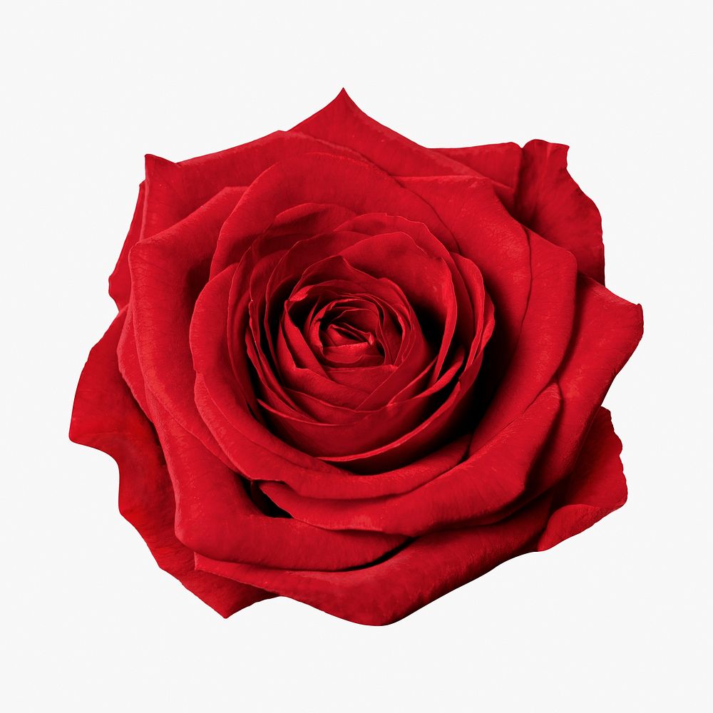 Red rose, collage element psd