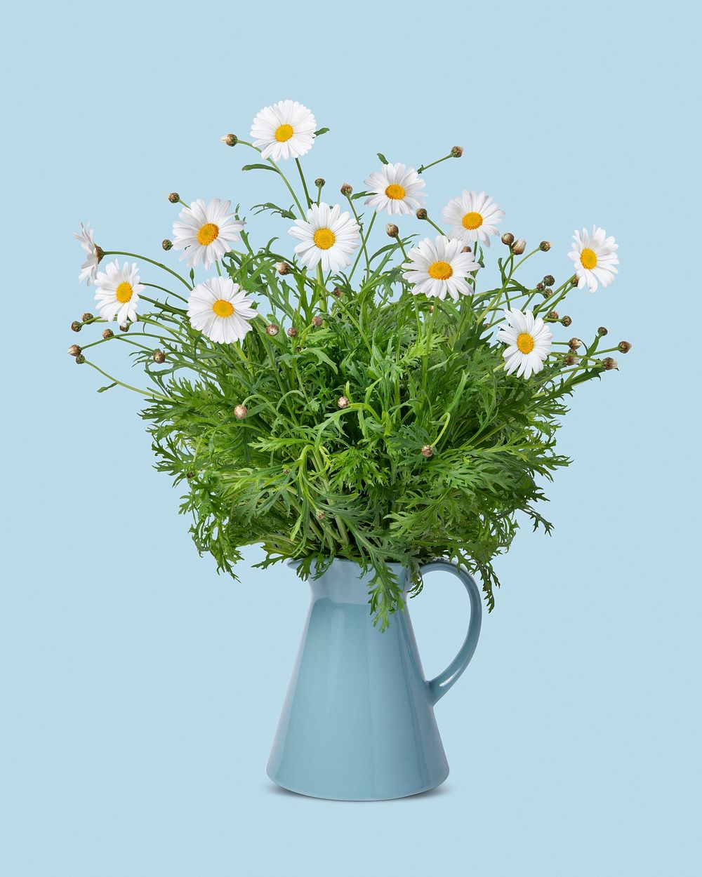 Daisies in blue vase, isolated object design psd