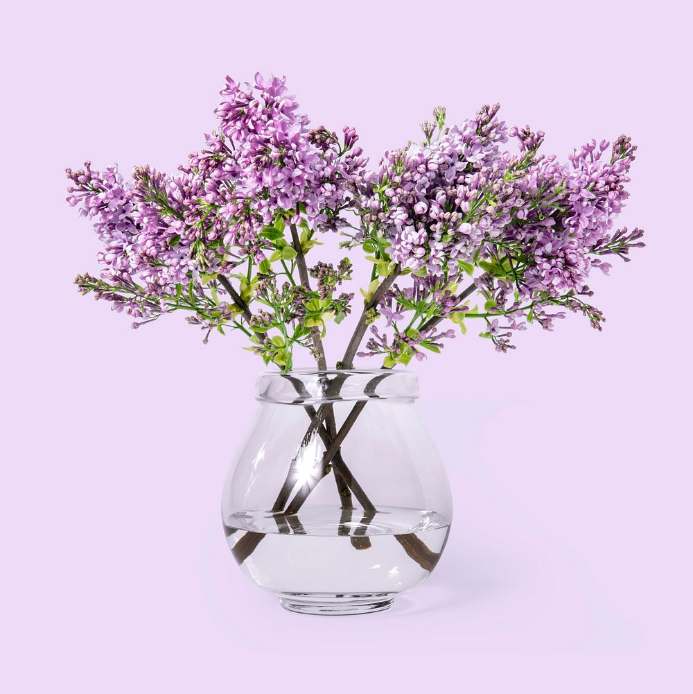 Lilac in glass vase, flower arrangement, home decor