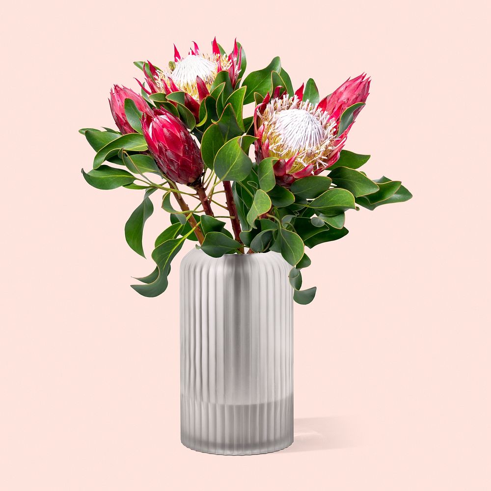 King proteas in glass vase, isolated object design psd