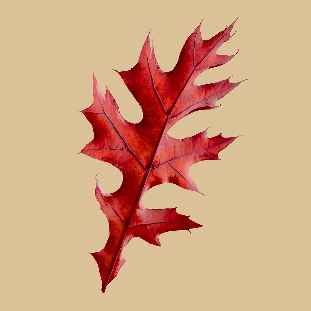 Red oak leaf, collage element psd