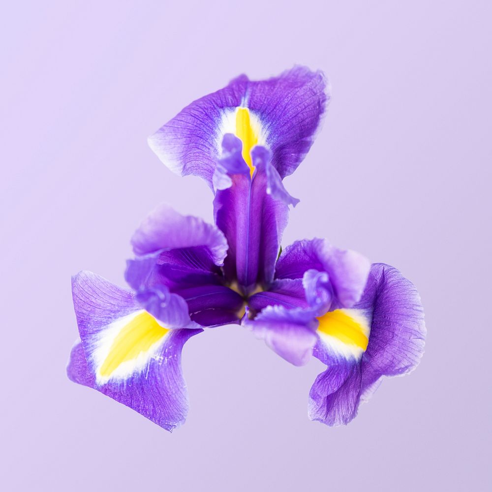 Dutch iris, collage element psd