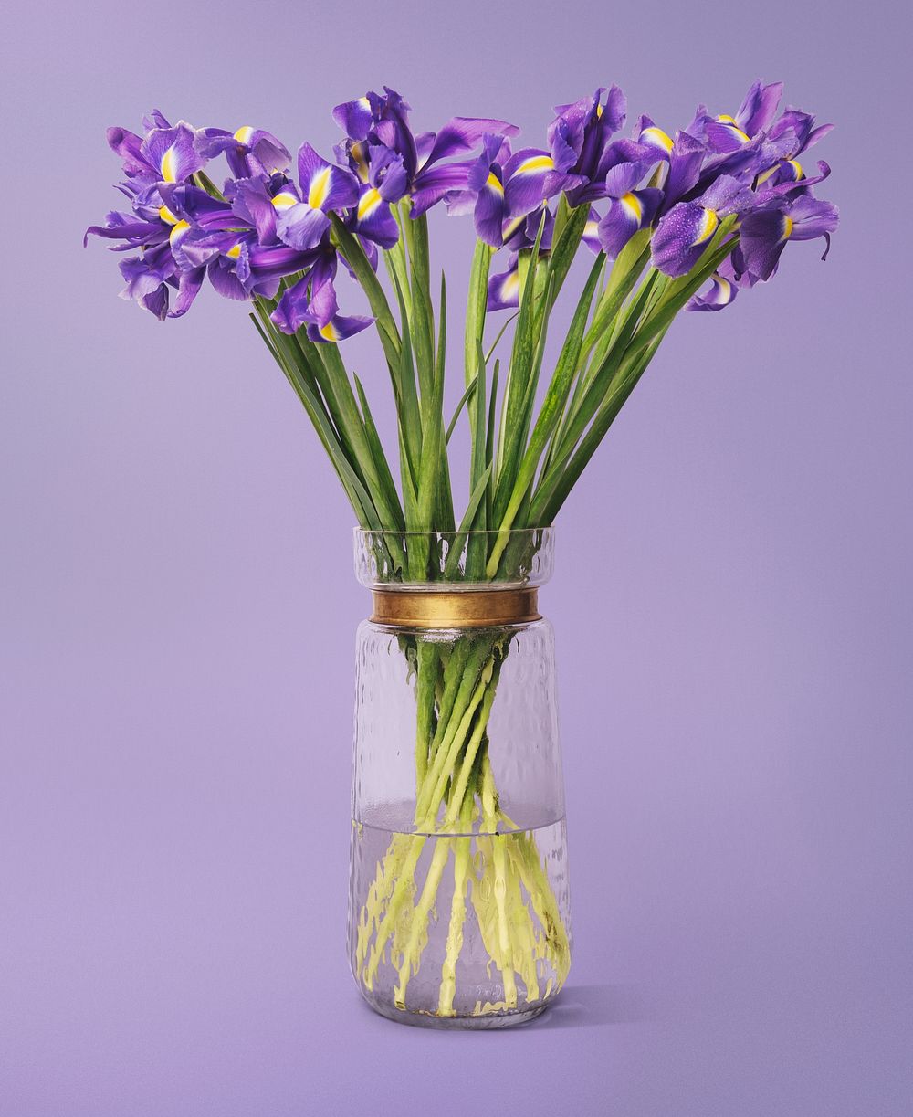 Purple iris in glass vase, flower arrangement, home decor