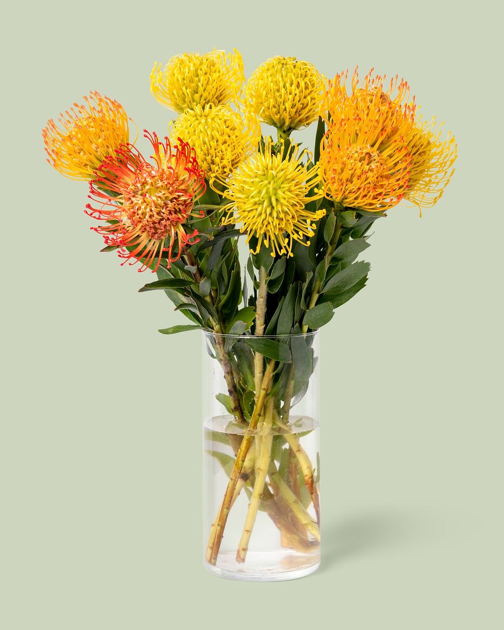 Pincushions in glass vase, collage element psd