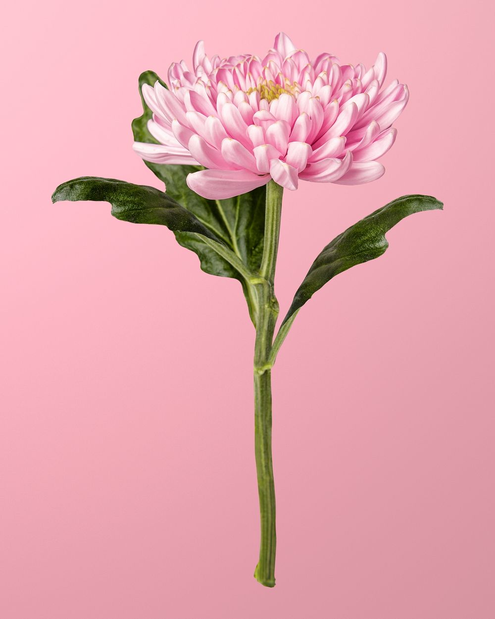 Pink chrysanthemum, collage element psd