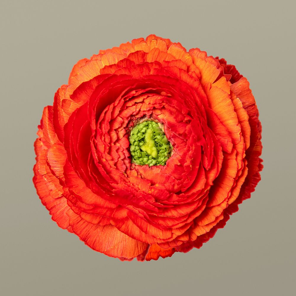 Orange ranunculus flower, closeup shot
