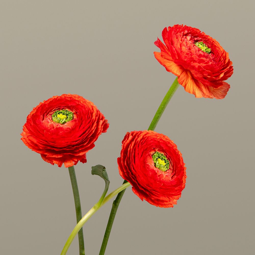 Red ranunculus flowers, collage element psd