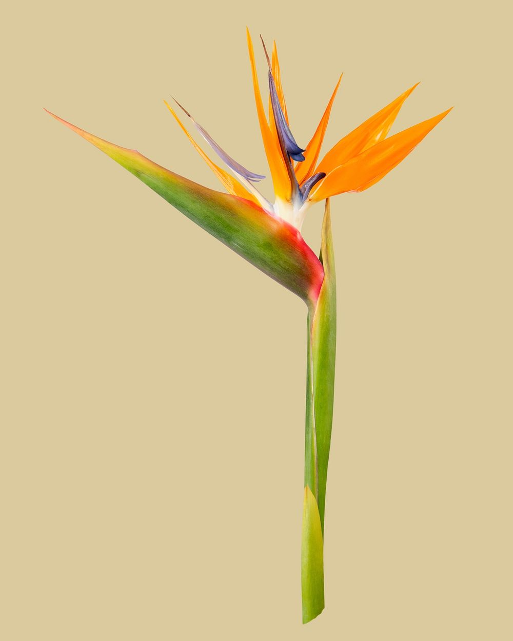 Bird of paradise, collage element psd