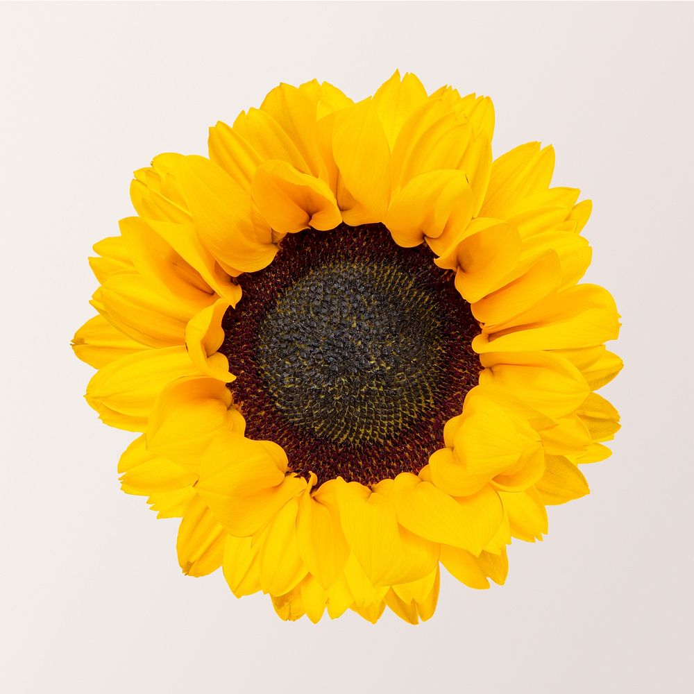 Sunflower, isolated object, collage element psd