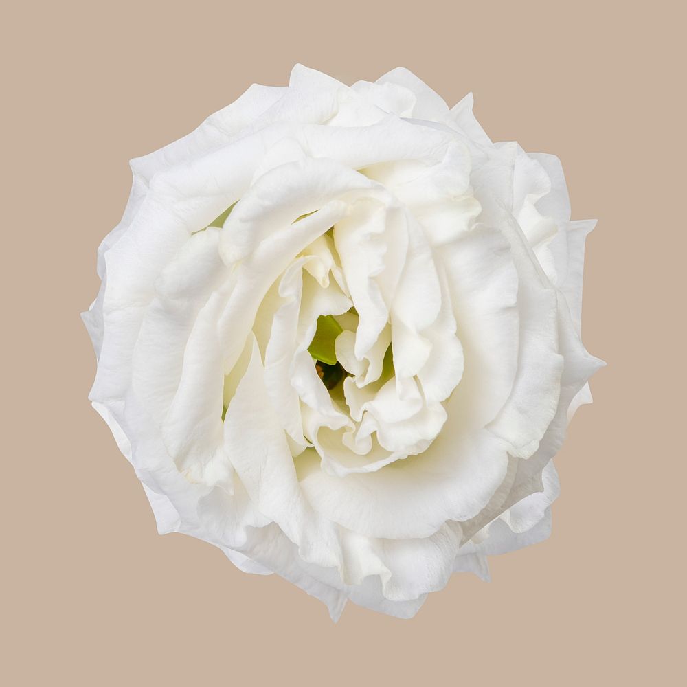 White lisianthus, collage element psd