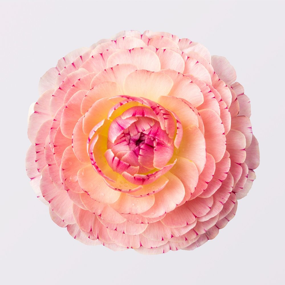Pink ranunculus, collage element psd