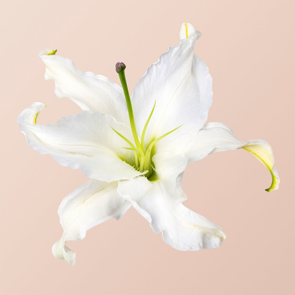 White lily, collage element psd