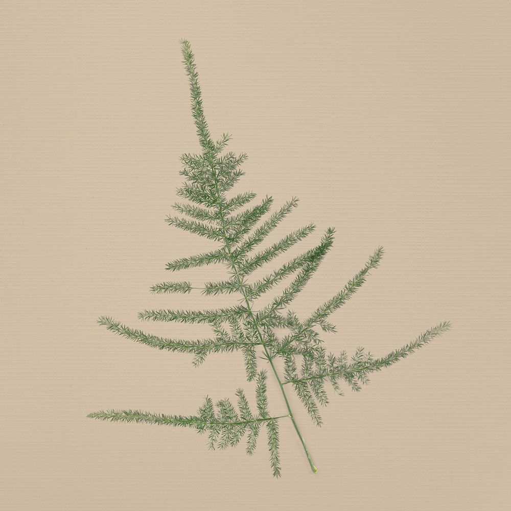 Asparagus fern, isolated object psd