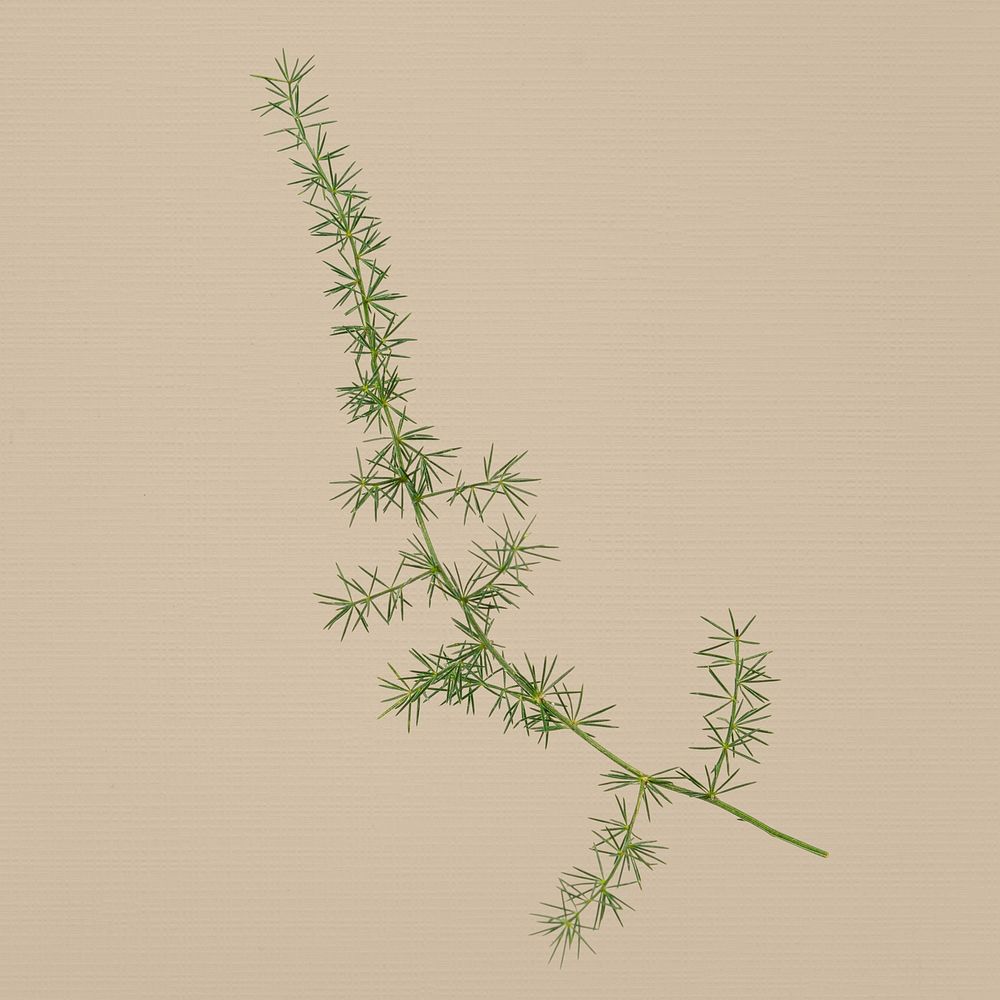 Asparagus fern, collage element, isolated object psd