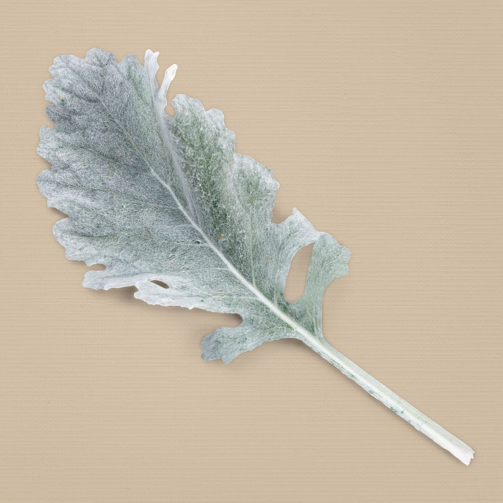Dusty miller leaf, collage element design psd