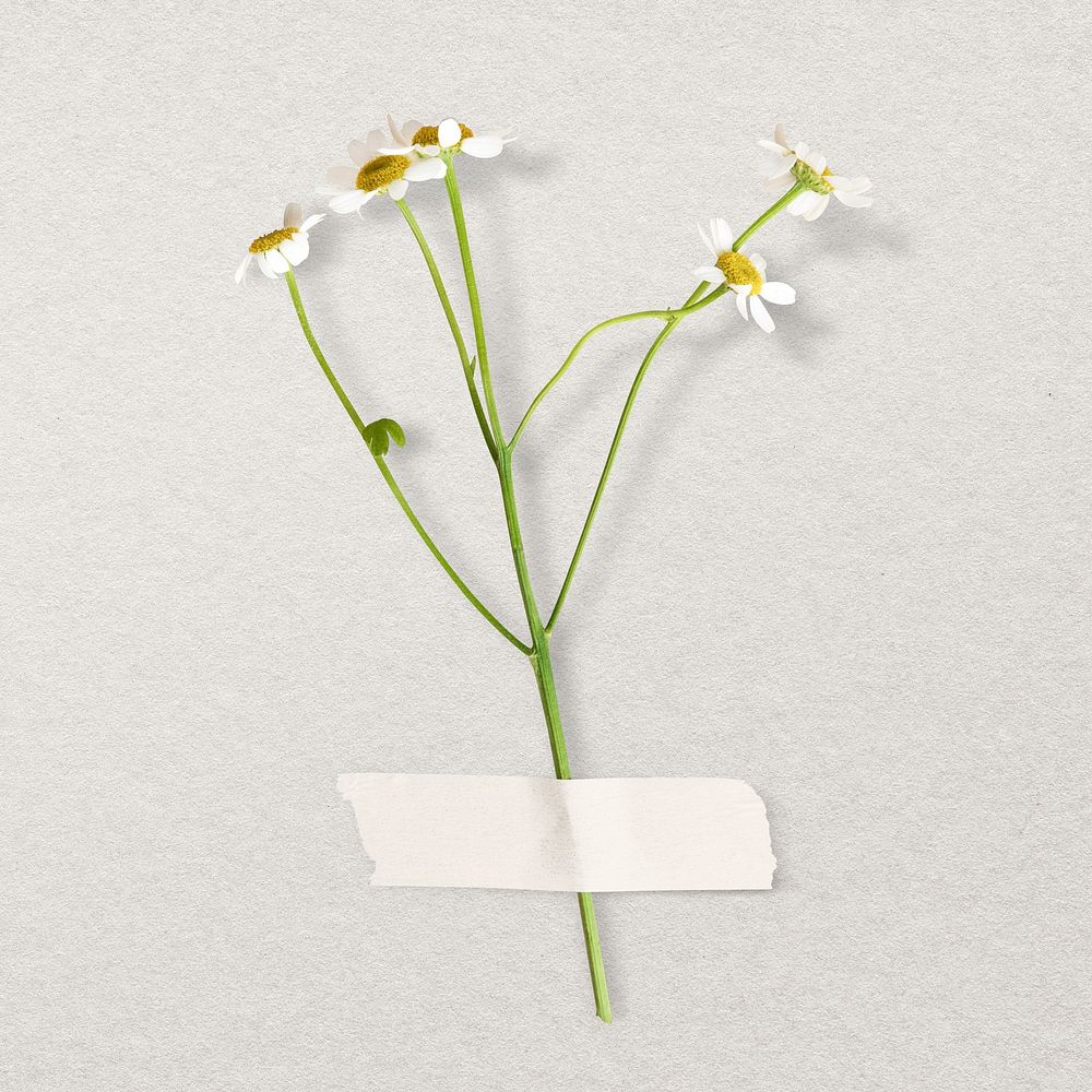 White daisy, white paper tape, collage element psd
