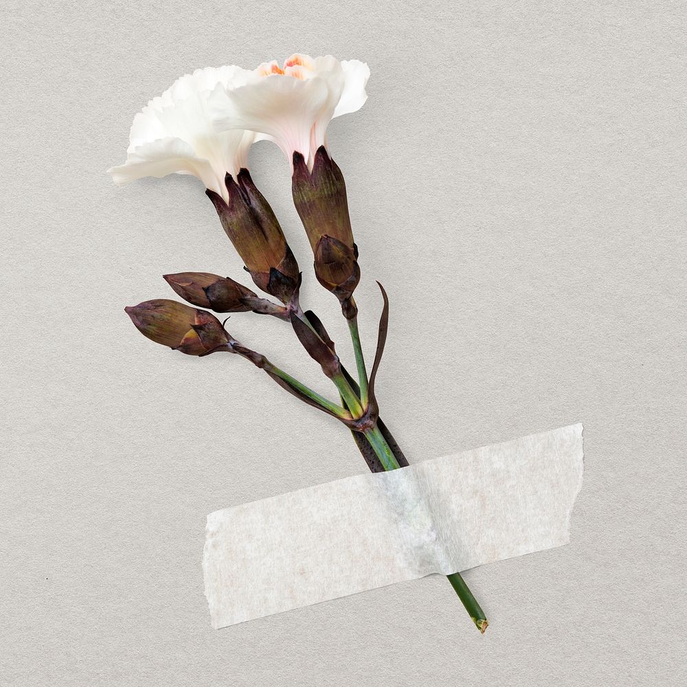 White dianthus, white paper tape, collage element psd