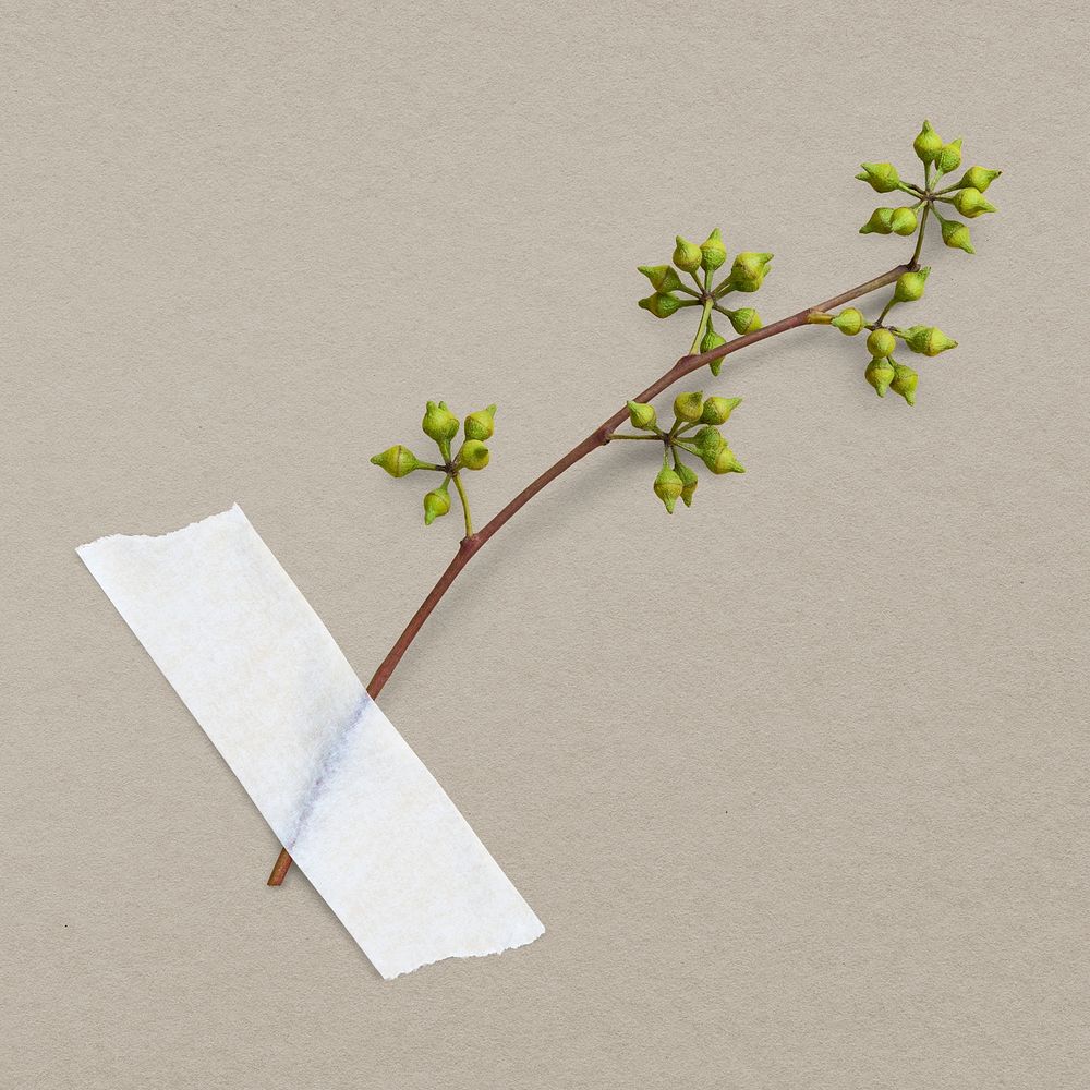 Eucalyptus buds, white paper tape, collage element psd