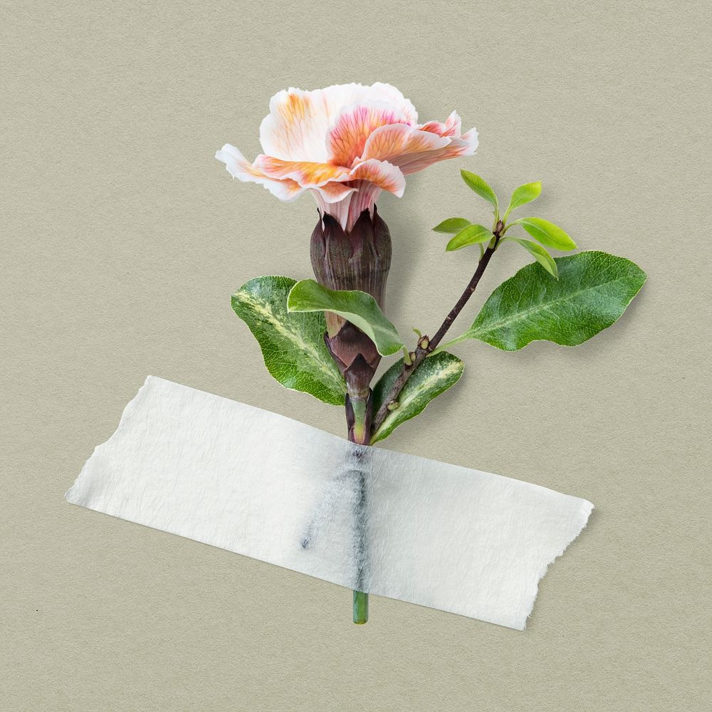 Pink dianthus, white paper tape, isolated object psd