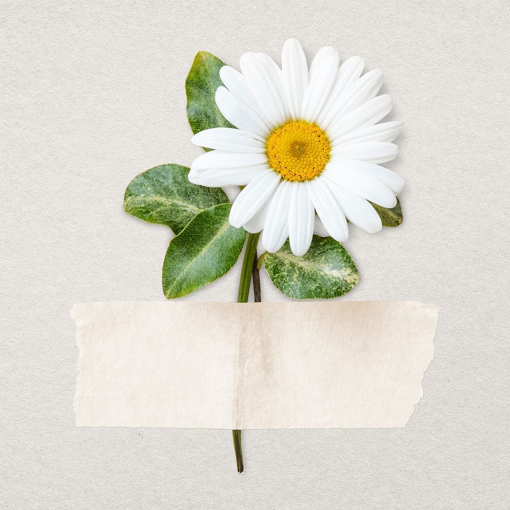 White daisy, white paper tape, isolated object psd