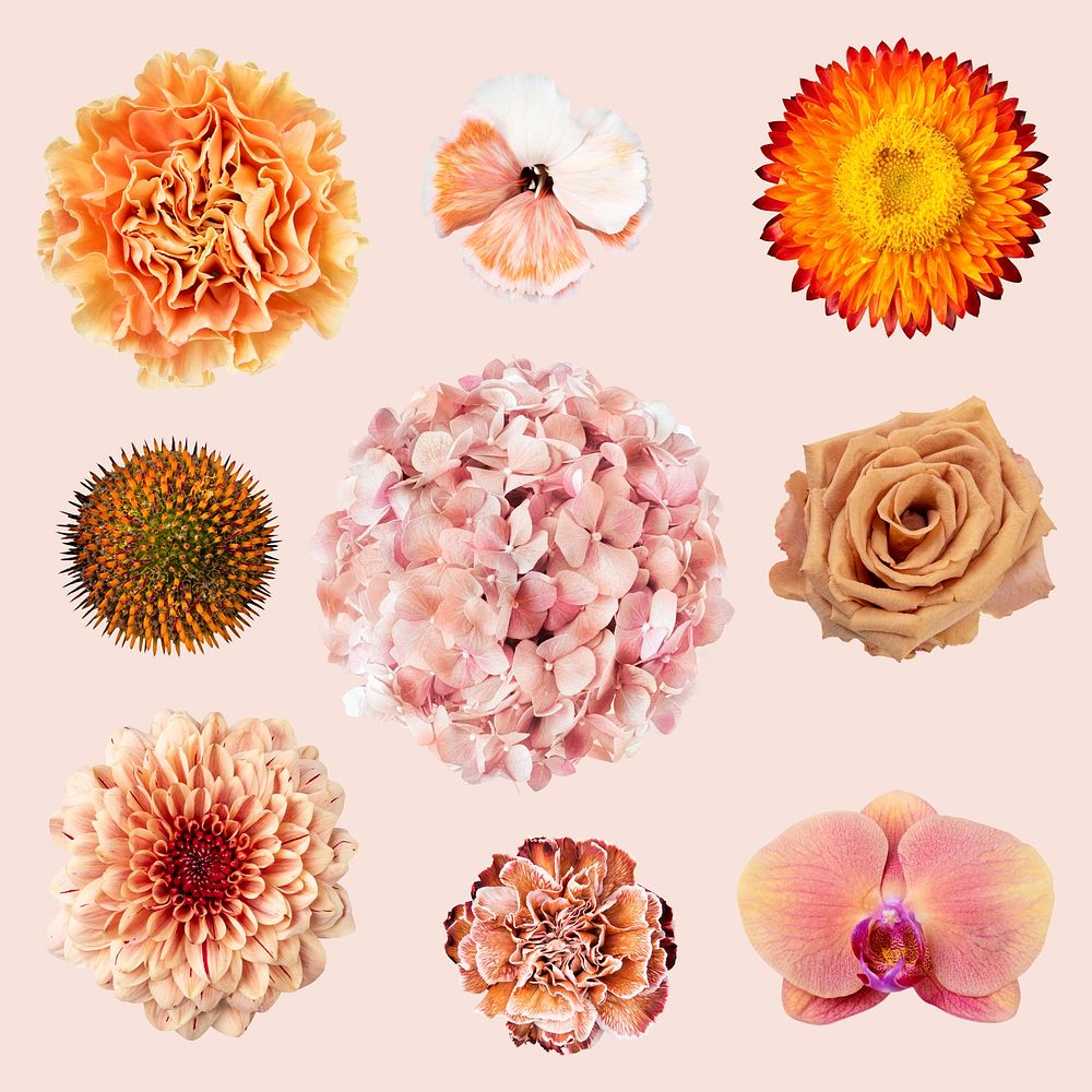 Flower collage element, isolated object psd set