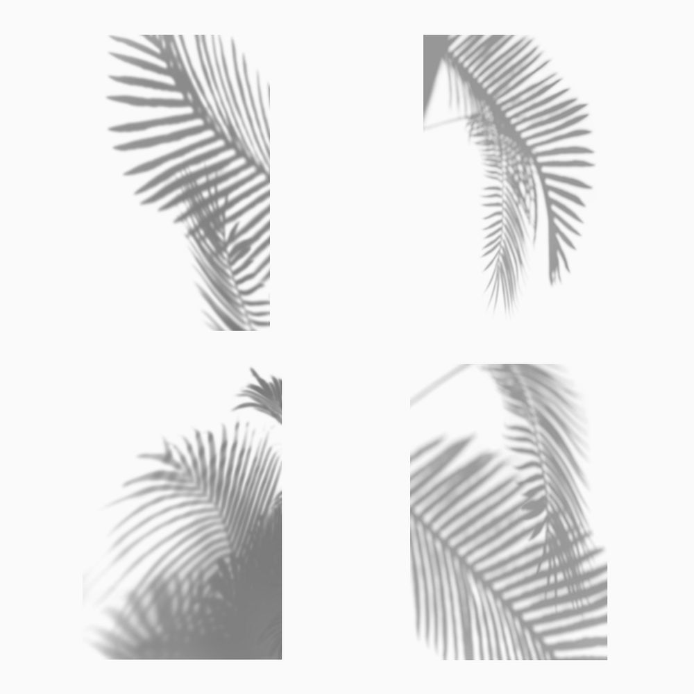 Collection of palm leaves shadow on white background