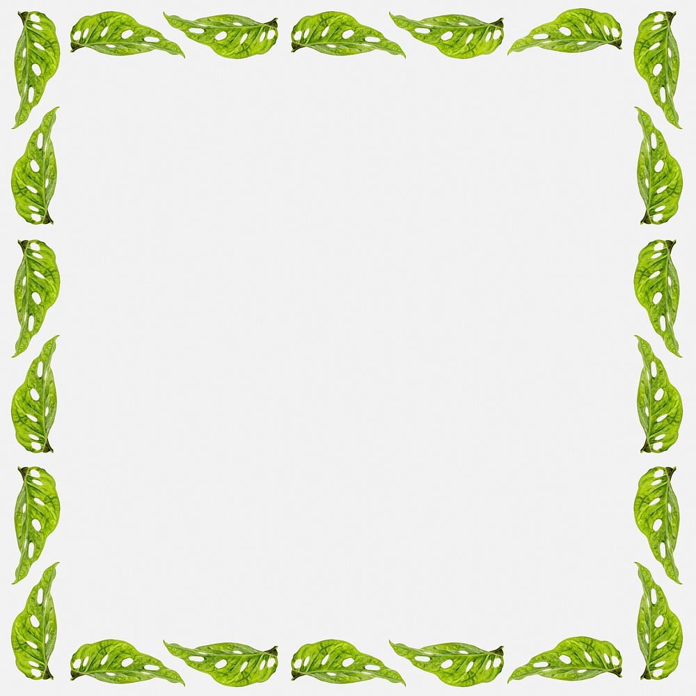 Green leaves square frame on white background