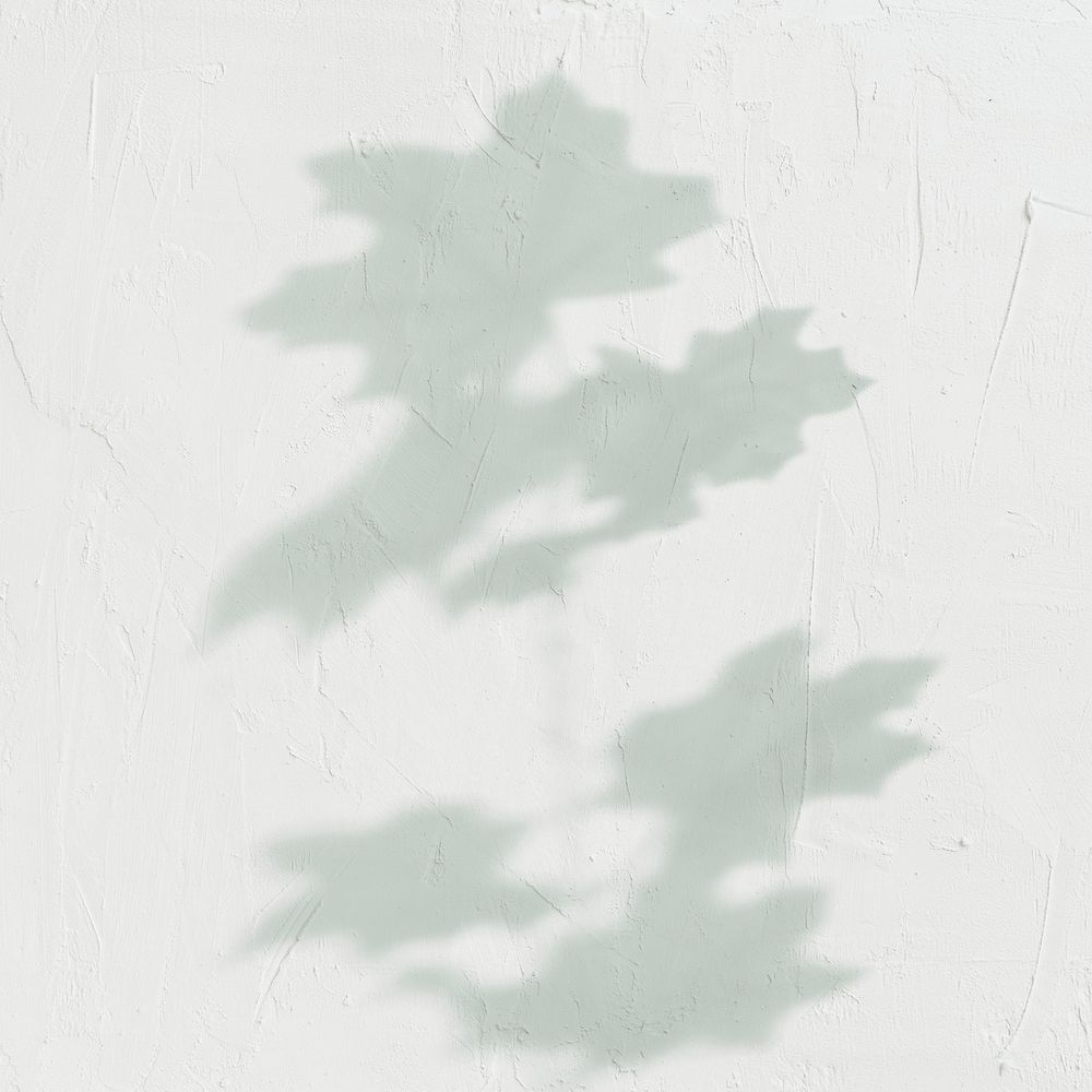 Shadow of leaves on off white background