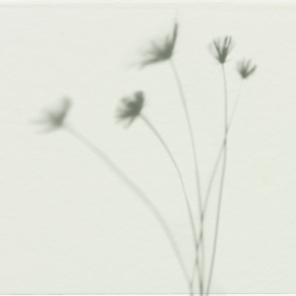 Papyrus plant shadow on off white background