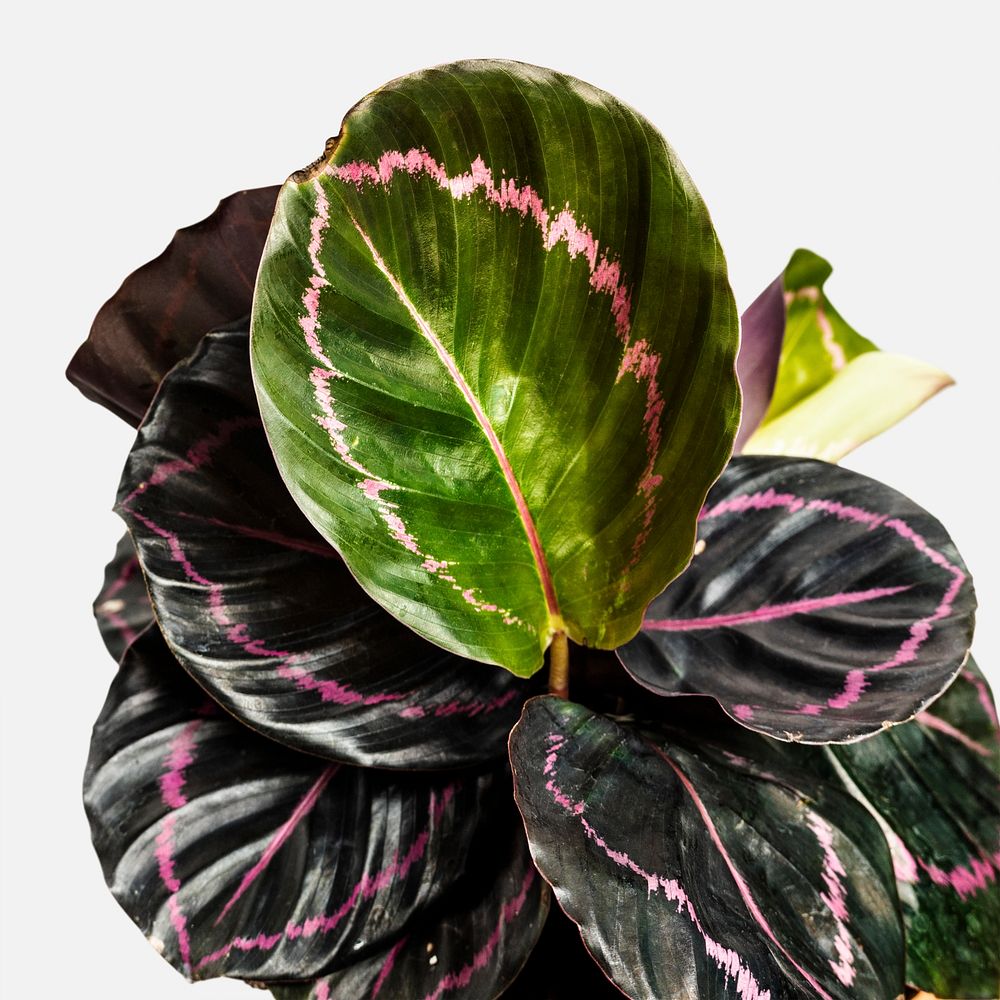 Croton leaves plant on white background