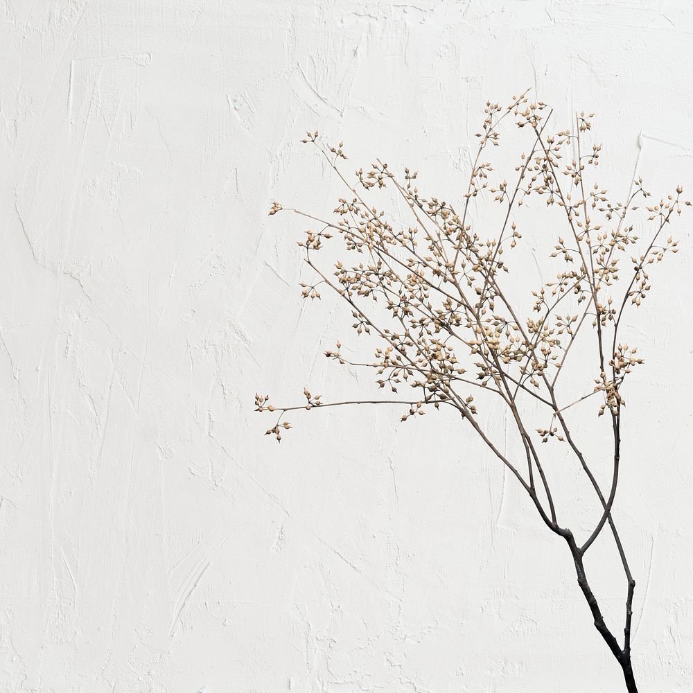 Dry flower branch on off white background
