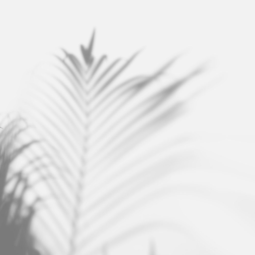 Shadow of palm leaves on off white background