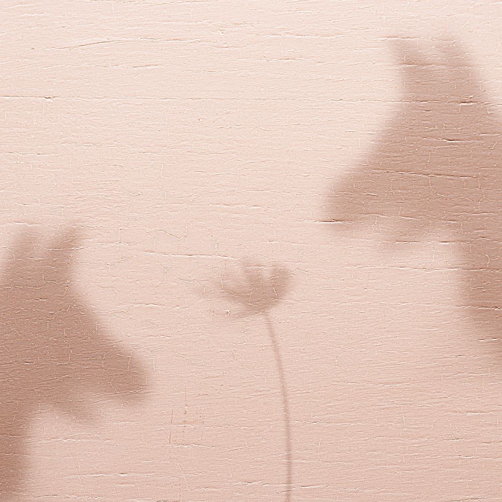 Pets shadow with flower on the pink wall