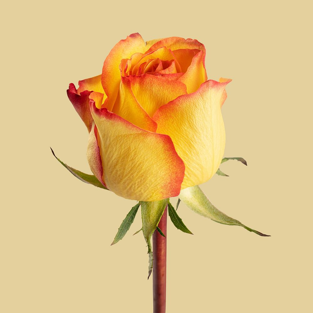 Blooming yellow rose flower 