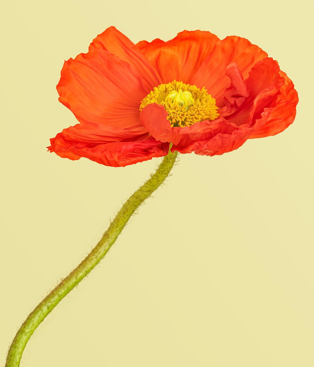 Red poppy flower on yellow background mockup