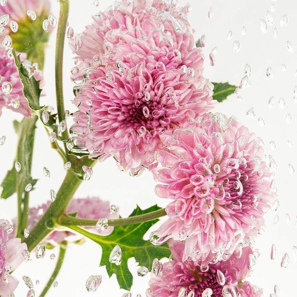 Pink chrysanthemum flowers and leaves in water with air bubbles