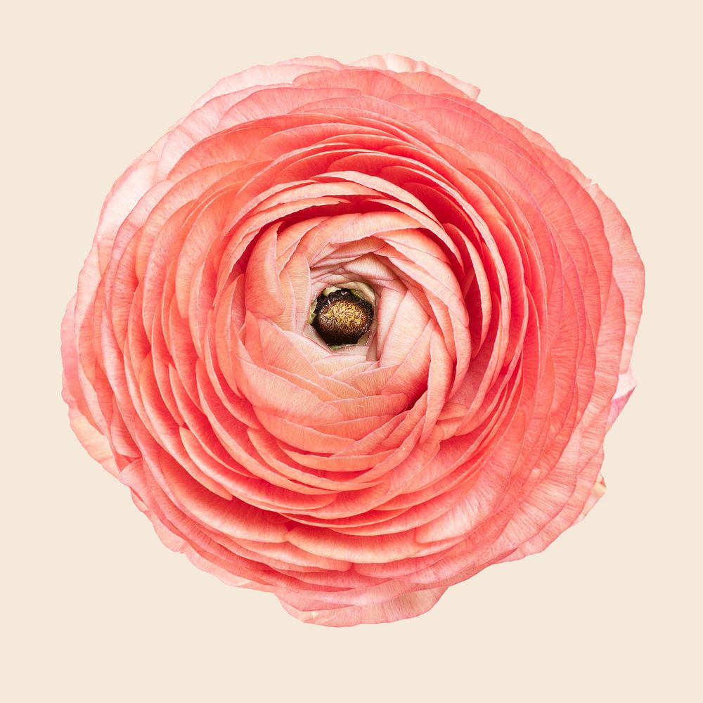 Blooming pink ranunculus flower