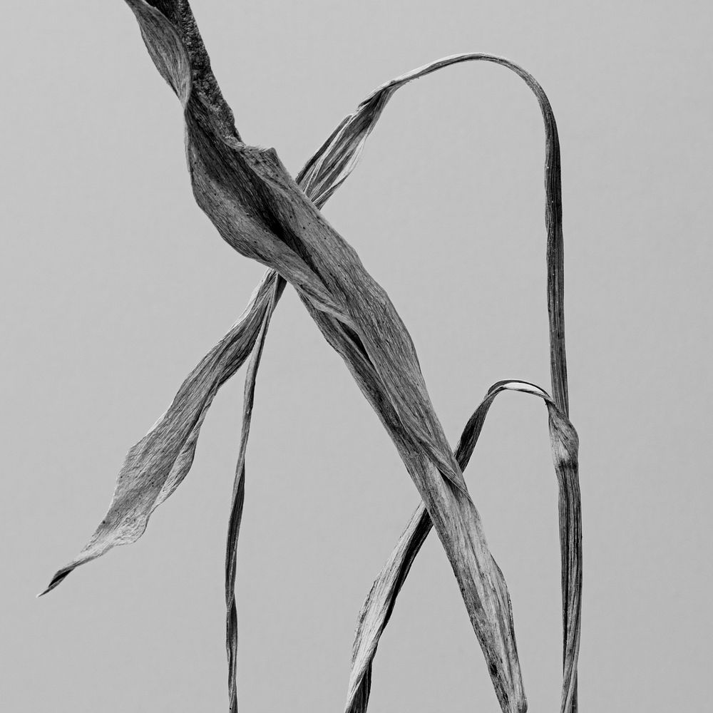 Black and white dried tulip leaves