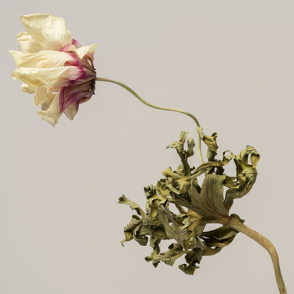 Dried anemone flower on a gray background