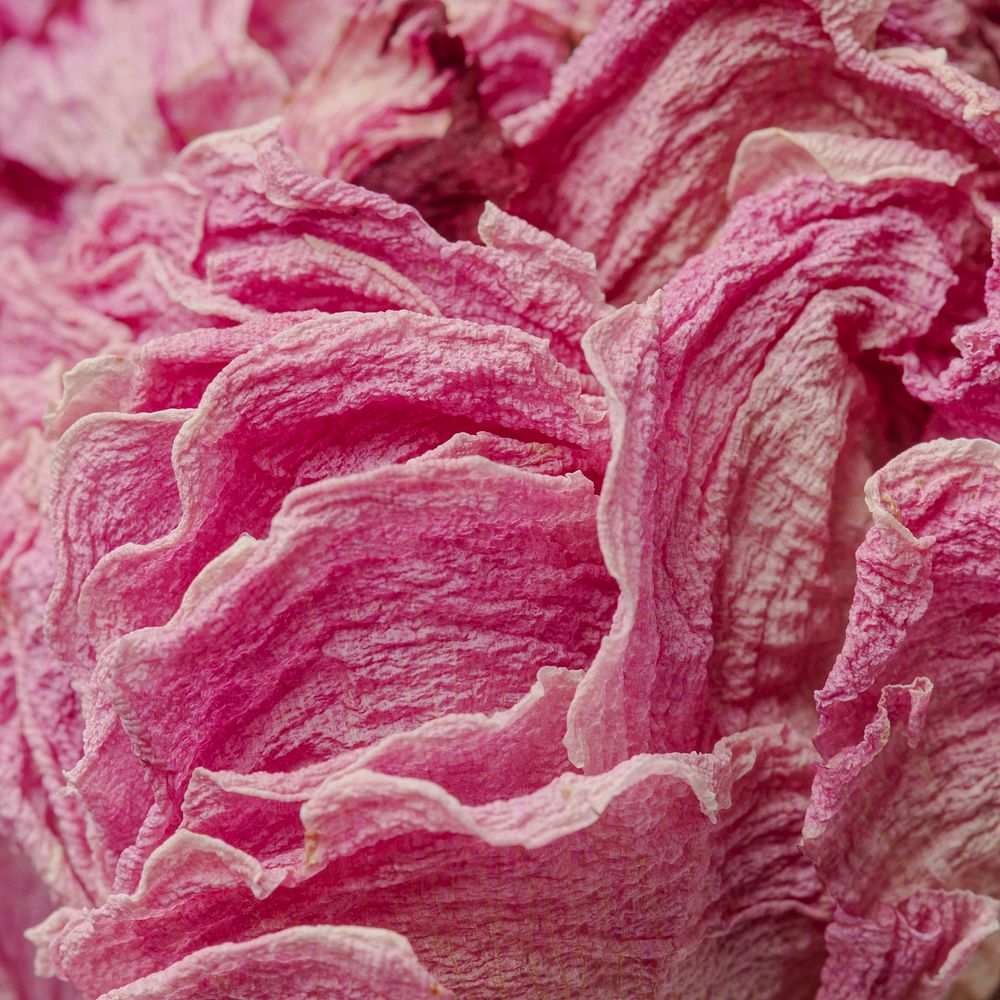 Dried pink peony flower macro shot